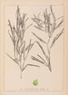 Herbier de la flore française Pl1082 - Louis Antoine Cusin — Ansicht des Kunstwerks