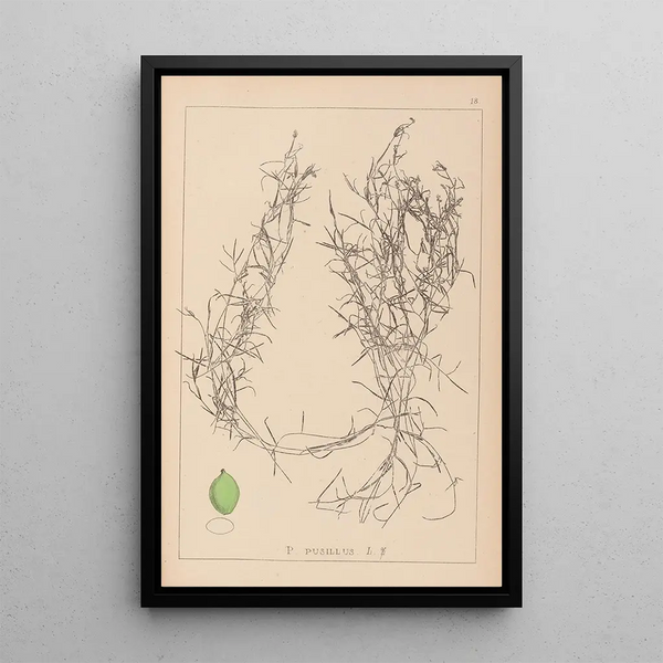 Louis Antoine Cusin - Herbier de la flore franaise Pl1084.webp