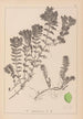 Herbier de la flore française Pl1088 - Louis Antoine Cusin — Ansicht des Kunstwerks