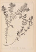 Herbier de la flore française Pl1089 - Louis Antoine Cusin — Ansicht des Kunstwerks