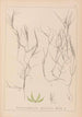 Herbier de la flore française Pl1090 - Louis Antoine Cusin — Ansicht des Kunstwerks