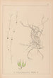 Herbier de la flore française Pl1091 - Louis Antoine Cusin — Ansicht des Kunstwerks