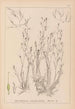 Herbier de la flore française Pl1092 - Louis Antoine Cusin — Ansicht des Kunstwerks