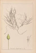 Herbier de la flore française Pl1095 - Louis Antoine Cusin — Ansicht des Kunstwerks
