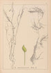 Herbier de la flore française Pl1096 - Louis Antoine Cusin — Ansicht des Kunstwerks