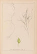 Herbier de la flore française Pl1097 - Louis Antoine Cusin — Ansicht des Kunstwerks