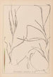 Herbier de la flore française Pl1098 - Louis Antoine Cusin — Ansicht des Kunstwerks