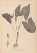 Herbier de la flore française Pl1106 - Louis Antoine Cusin — Ansicht des Kunstwerks