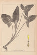 Herbier de la flore française Pl1107 - Louis Antoine Cusin — Ansicht des Kunstwerks