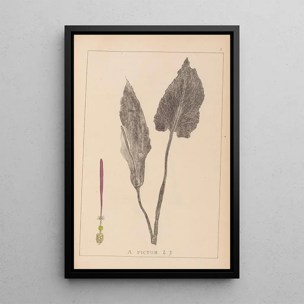 Louis Antoine Cusin - Herbier de la flore franaise Pl1108.webp