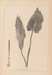 Herbier de la flore française Pl1108 - Louis Antoine Cusin — Ansicht des Kunstwerks