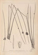 Herbier de la flore française Pl1122 - Louis Antoine Cusin — Ansicht des Kunstwerks