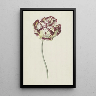 Louis Moritz - Tulp.webp