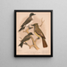 Ein Königsvogel, ein Moucherolle à crête, ein Moucherolle pewee oder phbe - Louis Prang Co — gerahmtes Bild an der Wand