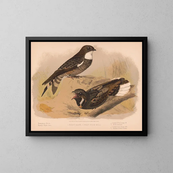 Eine nächtliche Eule, eine Nachtschwalbe - Louis Prang Co — gerahmtes Bild an der Wand