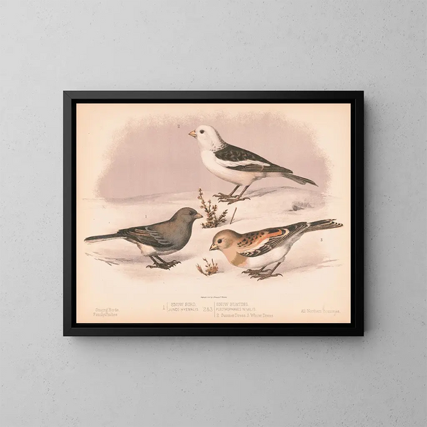 Schneevogel - Louis Prang Co — gerahmtes Bild an der Wand