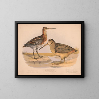 Louis Prang  Co - 1 Wilsons snipe Gallinago wilsoni bon 2 American woodcock Philohela minor gray.webp