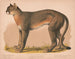 Panthère américaine Felis concolor linn - Louis Prang Co — Ansicht des Kunstwerks
