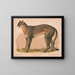 Panthère américaine Felis concolor linn - Louis Prang Co — gerahmtes Bild an der Wand