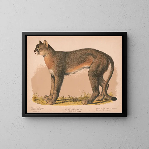 Panthère américaine Felis concolor linn - Louis Prang Co — gerahmtes Bild an der Wand