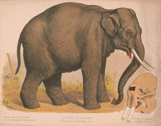 Louis Prang  Co - Asiatic elephant  Elephas indicus cuv.webp