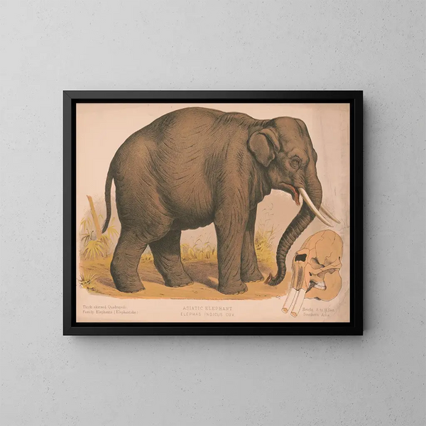 Asiatischer Elefant Elephas indicus - Louis Prang Co — gerahmtes Bild an der Wand