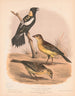 Ein Bobolink oder Reissänger, männlich im Sommer, männlich im Winter, weiblich - Louis Prang Co — Ansicht des Kunstwerks