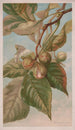 Caryer balai ou caryer porcin Carya porcina - Louis Prang Co — Ansicht des Kunstwerks