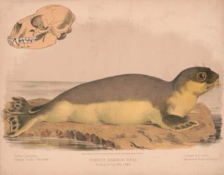 Phoque commun Phoca vitulina - Louis Prang Co — Ansicht des Kunstwerks