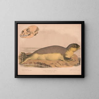 Phoque commun Phoca vitulina - Louis Prang Co — gerahmtes Bild an der Wand