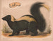 Gemeine Marder - Louis Prang Co — Ansicht des Kunstwerks