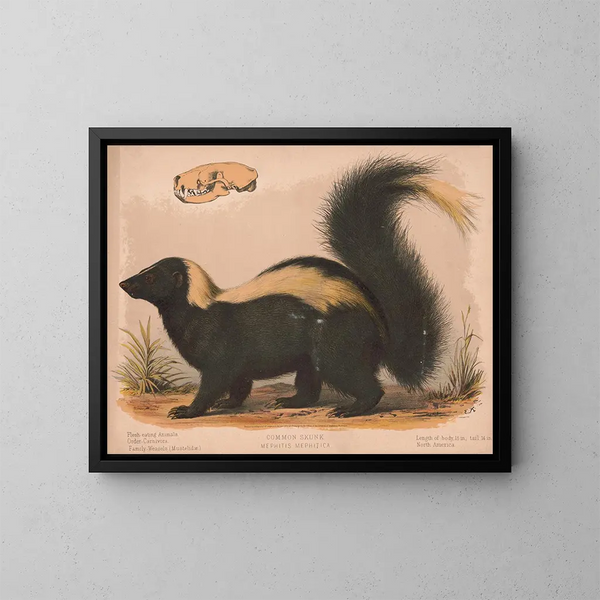 Gemeine Marder - Louis Prang Co — gerahmtes Bild an der Wand