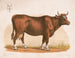 Kuh - Louis Prang Co — Ansicht des Kunstwerks