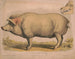 Schwein domestisch - Louis Prang Co — Ansicht des Kunstwerks