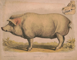 Schwein domestisch - Louis Prang Co — Ansicht des Kunstwerks