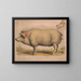 Schwein domestisch - Louis Prang Co — gerahmtes Bild an der Wand