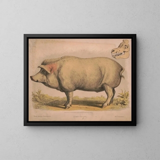 Schwein domestisch - Louis Prang Co — gerahmtes Bild an der Wand