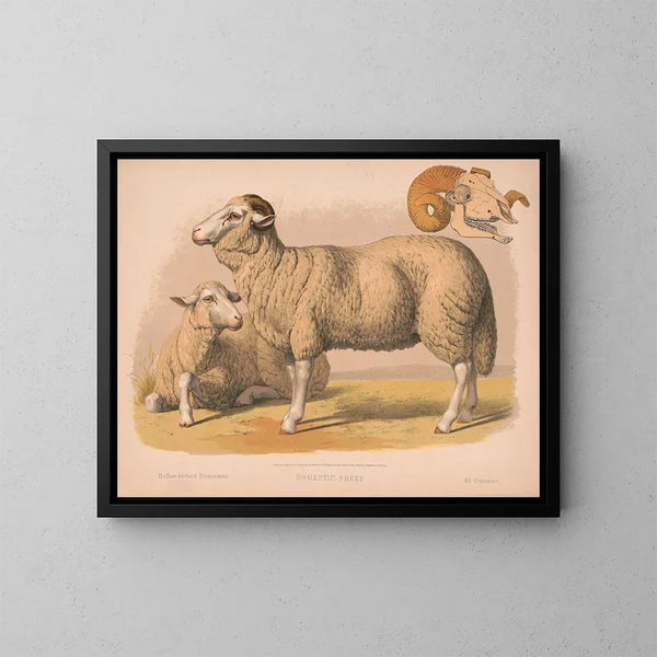Mouton domestique - Louis Prang Co — gerahmtes Bild an der Wand