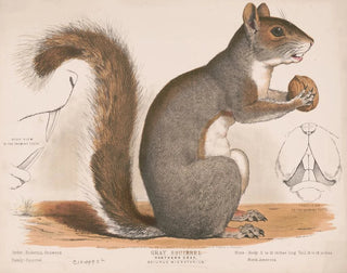 Eichhörnchen grau - Louis Prang Co — Ansicht des Kunstwerks