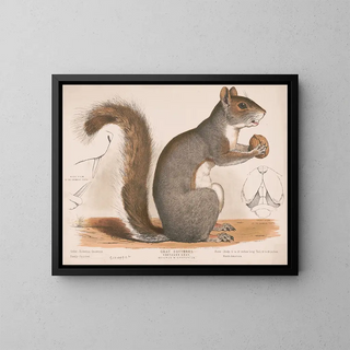 Eichhörnchen grau - Louis Prang Co — gerahmtes Bild an der Wand