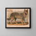Loup gris Canis lupus - Louis Prang Co — gerahmtes Bild an der Wand
