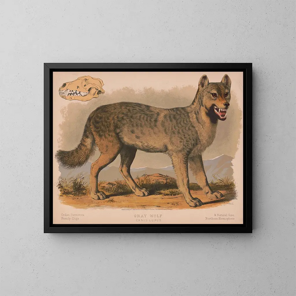 Loup gris Canis lupus - Louis Prang Co — gerahmtes Bild an der Wand