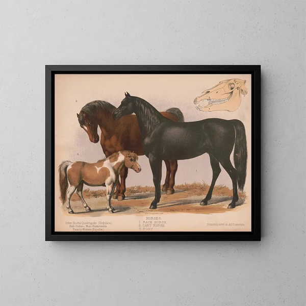 Pferde 1 Rennpferd 2 Zugpferd 3 Pony - Louis Prang Co — gerahmtes Bild an der Wand