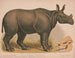 Rhinocéros indien - Louis Prang Co — Ansicht des Kunstwerks