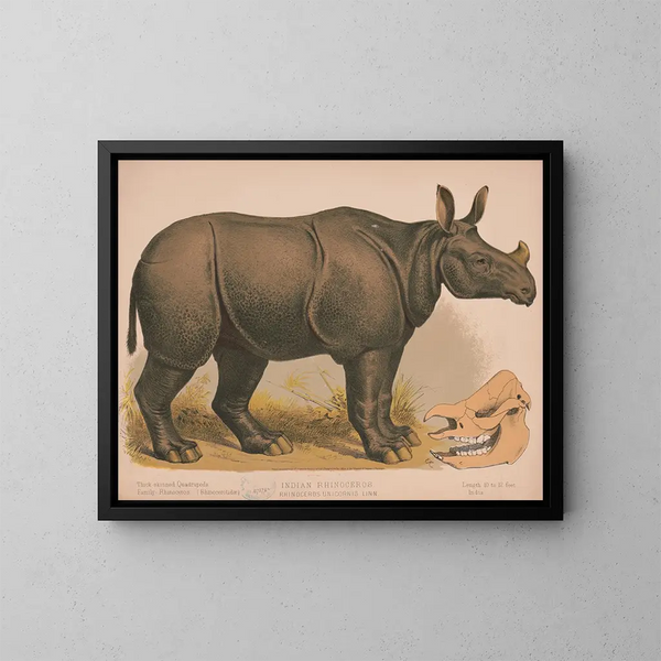 Rhinocéros indien - Louis Prang Co — gerahmtes Bild an der Wand
