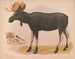 Europäisches Elan Gemälde Alces malchis - Louis Prang Co — Ansicht des Kunstwerks
