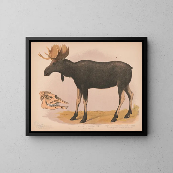 Europäisches Elan Gemälde Alces malchis - Louis Prang Co — gerahmtes Bild an der Wand
