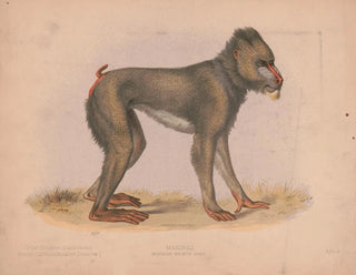 Mormon Maimon Gray - Louis Prang Co — Ansicht des Kunstwerks