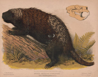 Louis Prang  Co - North American porcupine  Erethizon dorsatus.webp