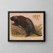 Nordamerikanischer Stachelschwein - Louis Prang Co — gerahmtes Bild an der Wand